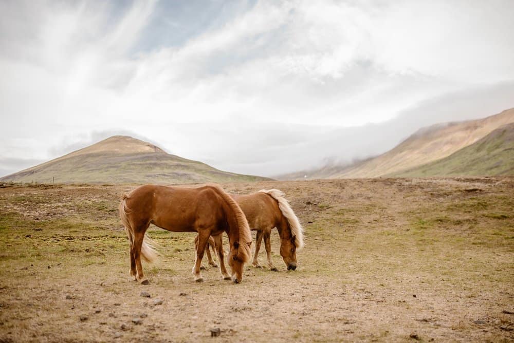 iceland-travel