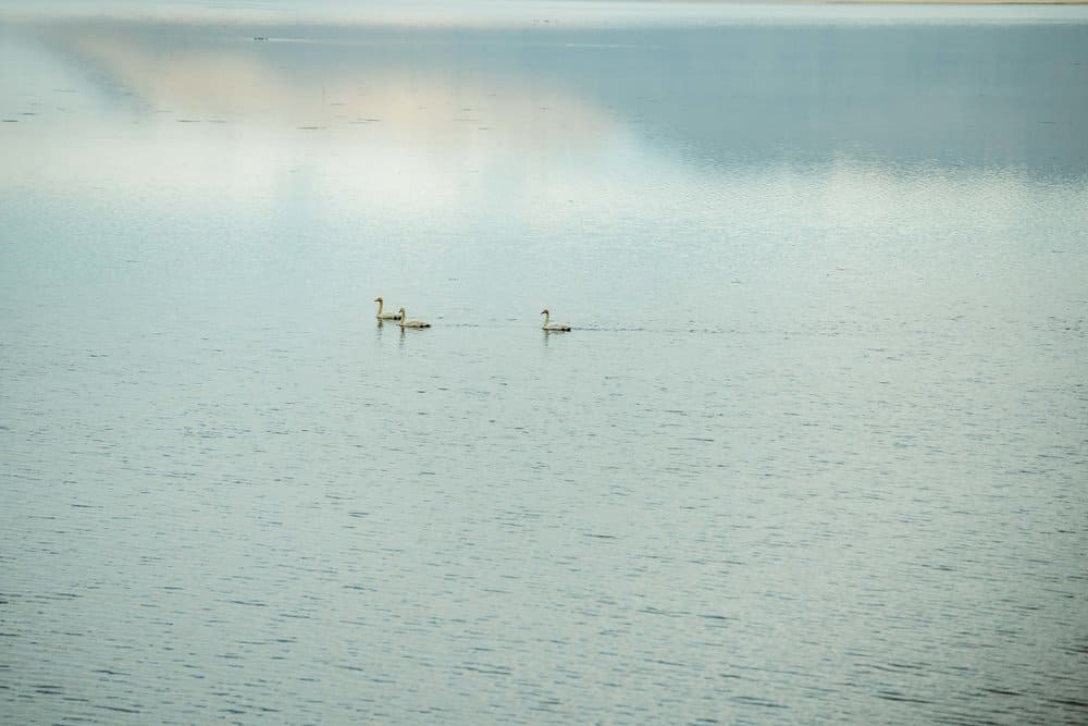 wildlife-in-iceland