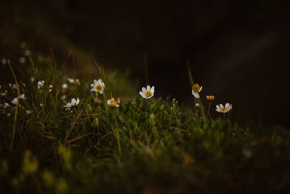 Iceland-Flora