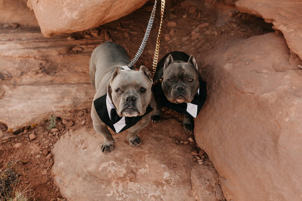 The couples dogs look at the camera during the ceremony.