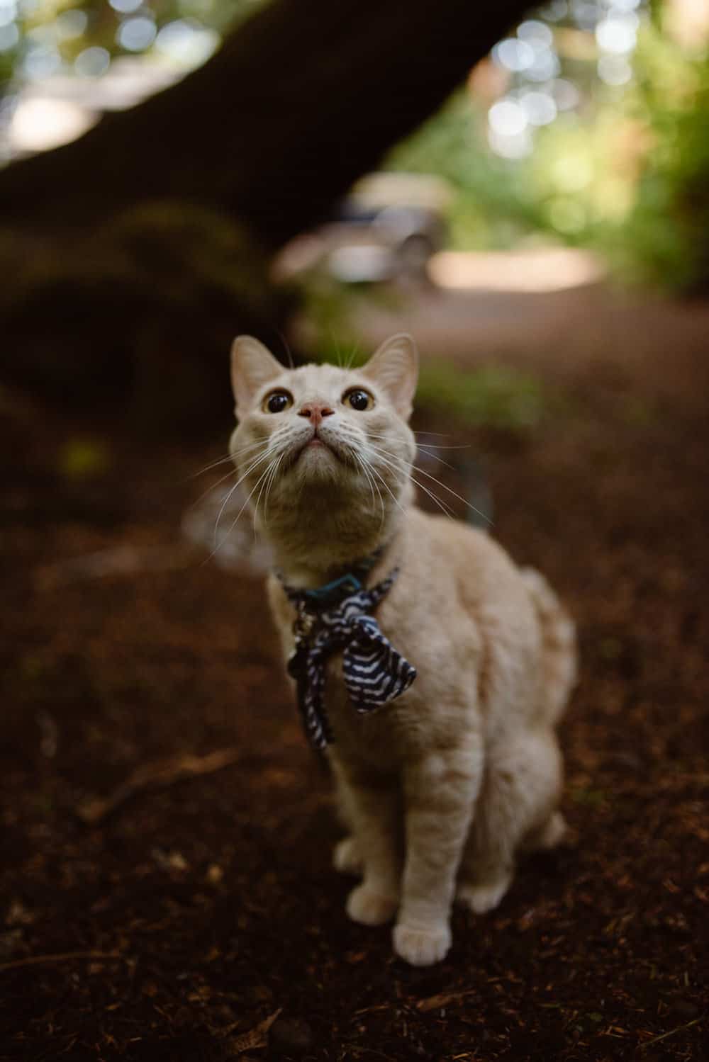 van-life-with-a-cat